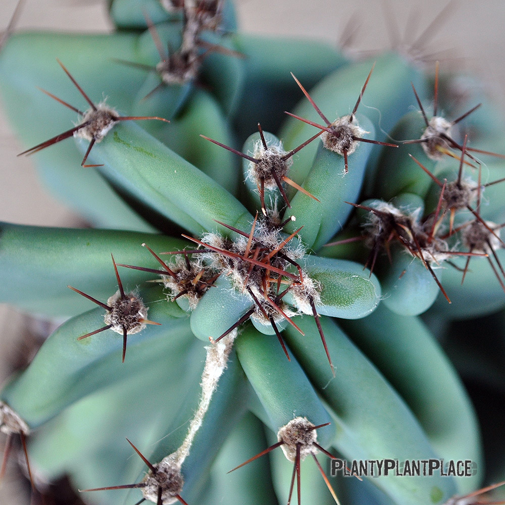 Cactus Spikes
