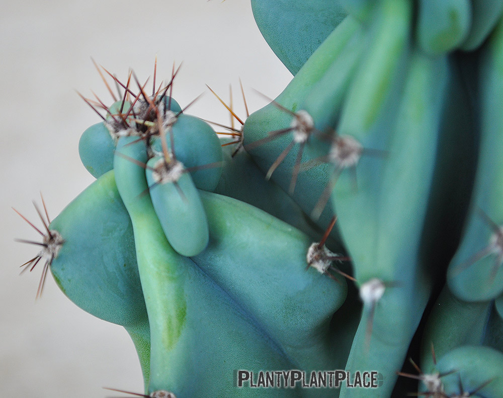 Cereus repandus f. monstrosa