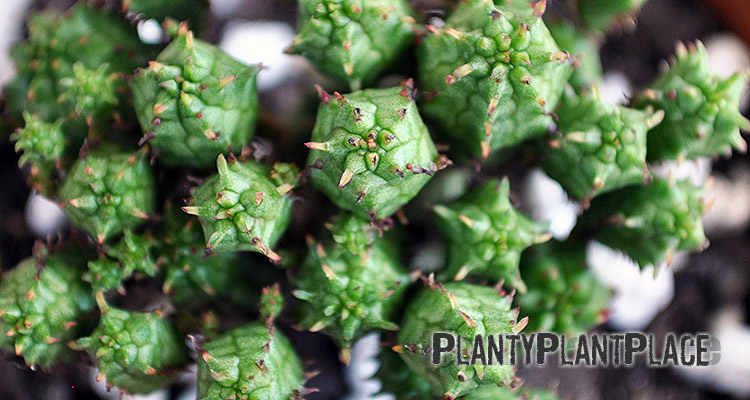 Euphorbia Plants