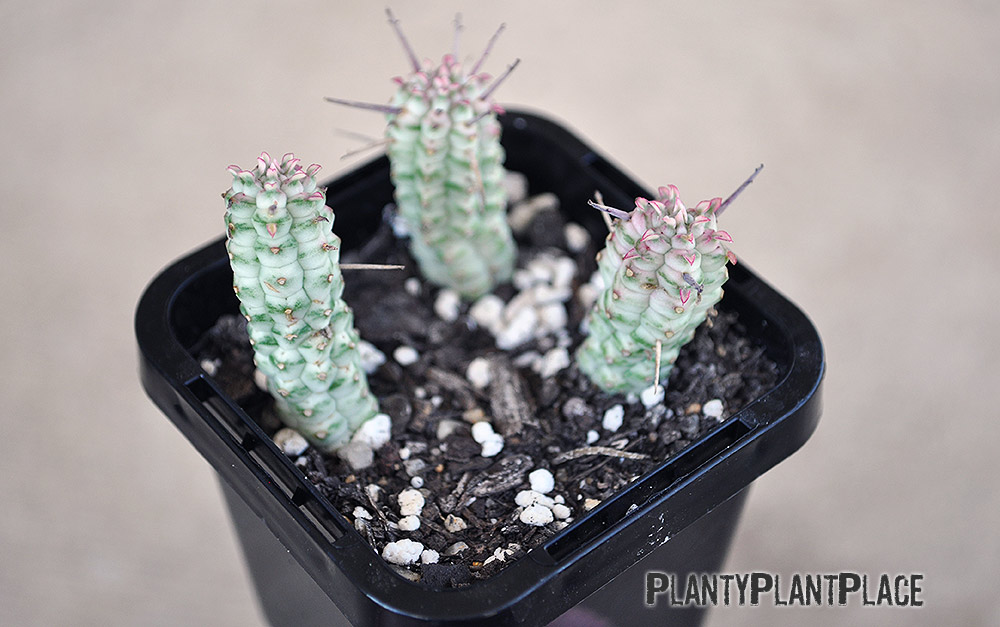 Propagating Euphorbia
