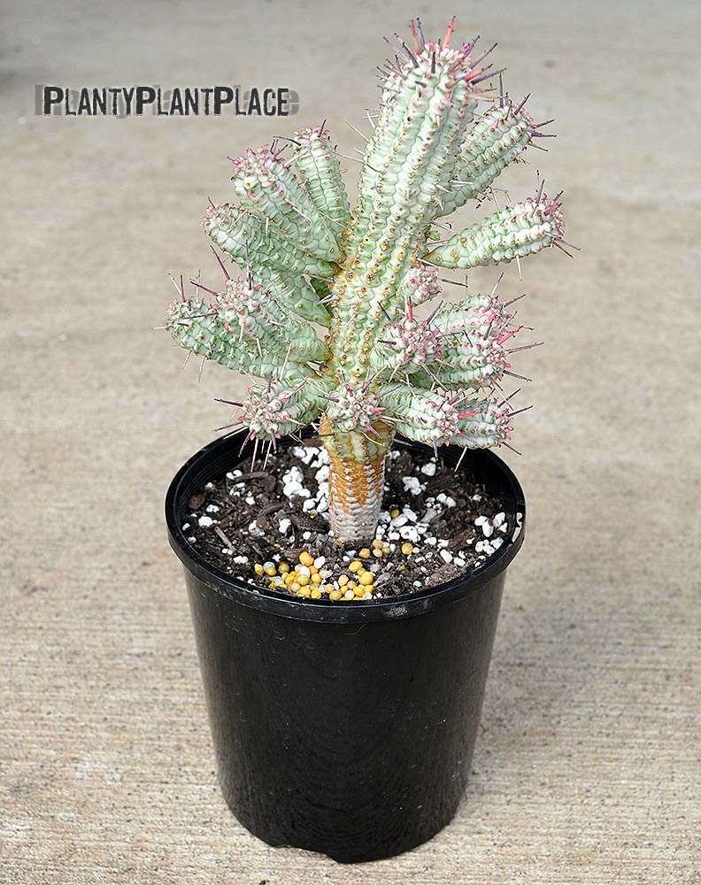 Indian Corncob Cactus