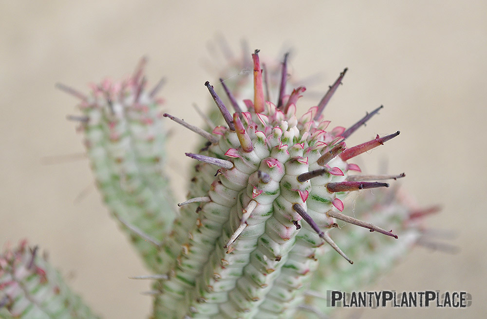Variegated Indian Corncob Plant