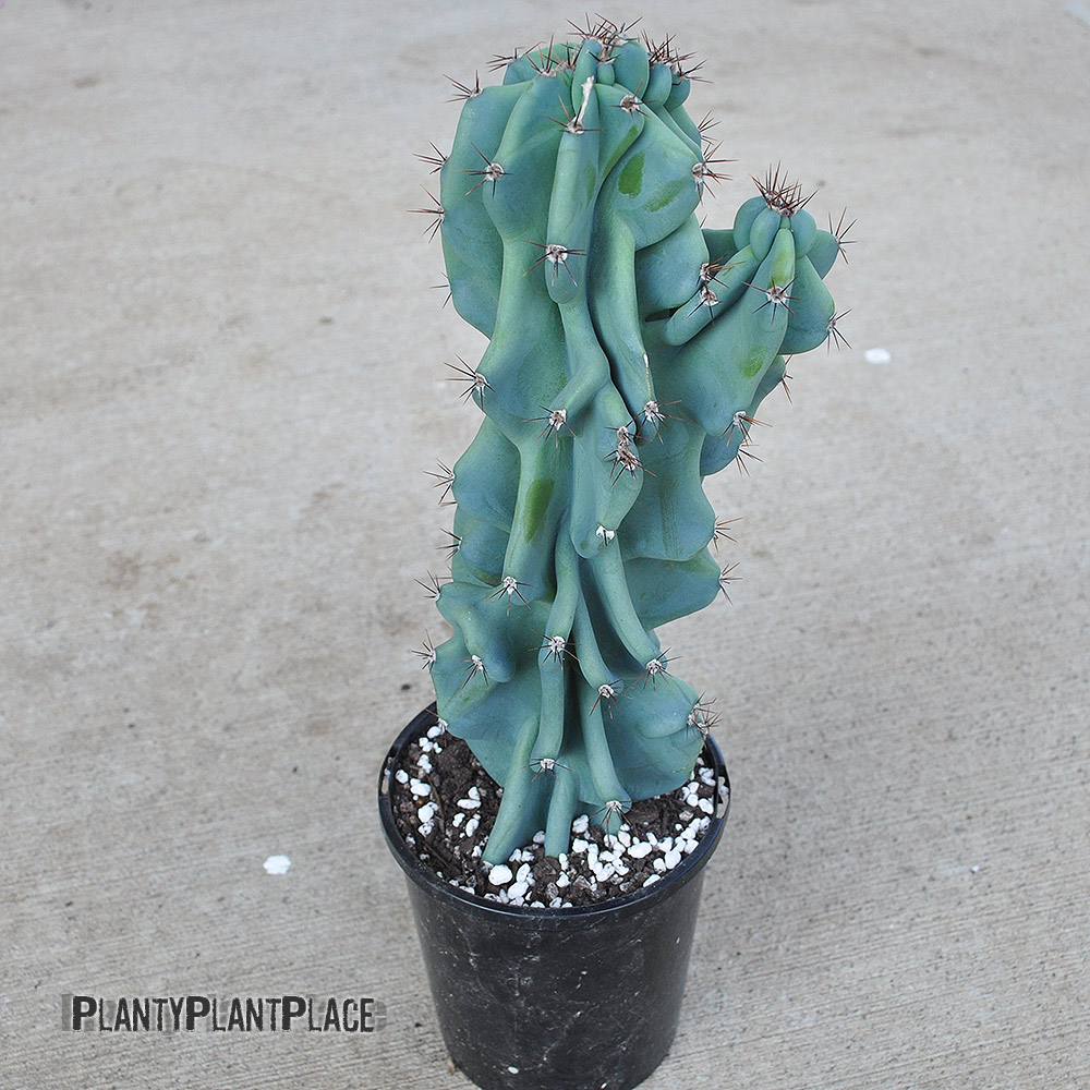 Cereus repandus f. monstrosa