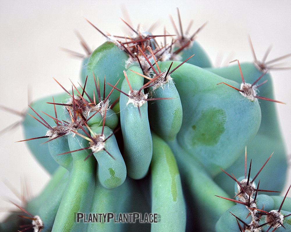 Apple Cactus Monstrosa