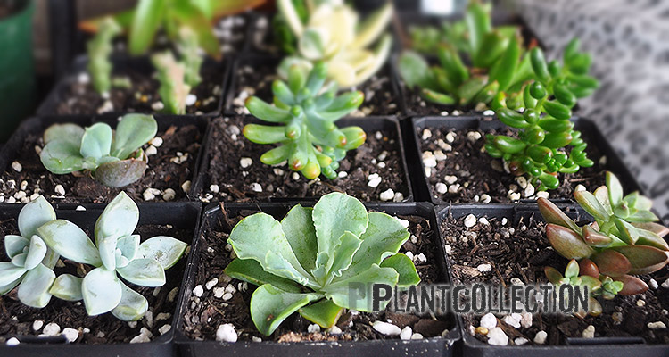 Plant Collection