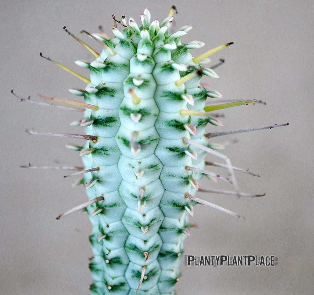 Variegated Euphorbia Mammillaris