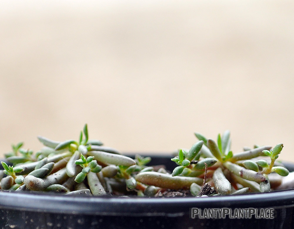Calandrinia Eremaea Photograph