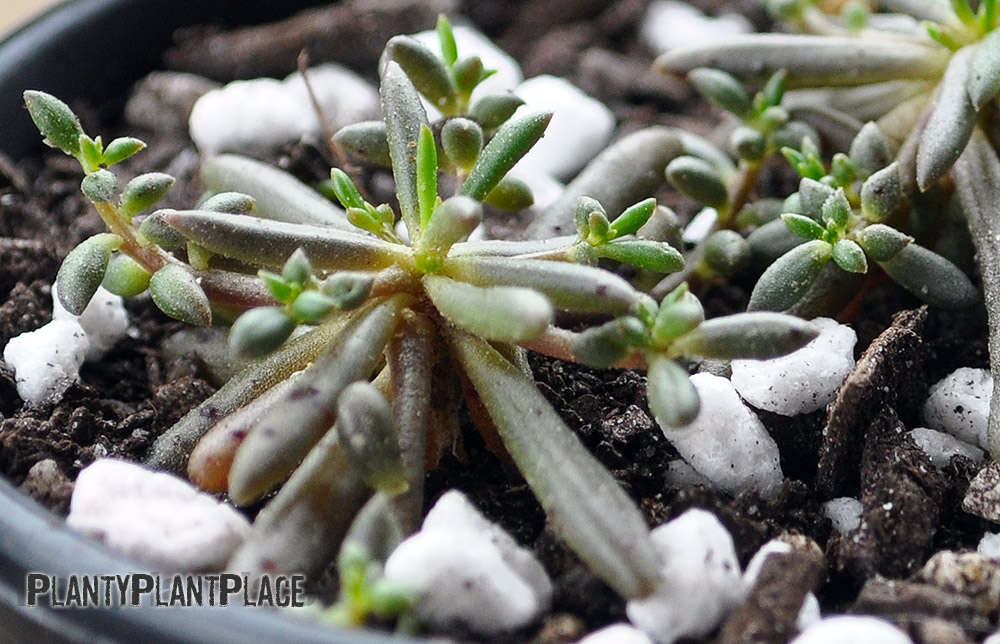 Australian succulent small purslane