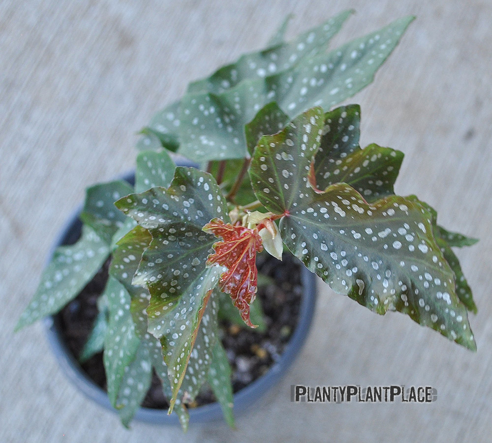 Begonia Medora New Leaves