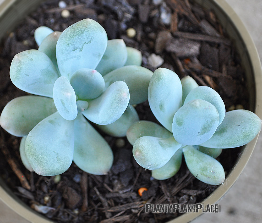 Pachyphytum Blue Haze