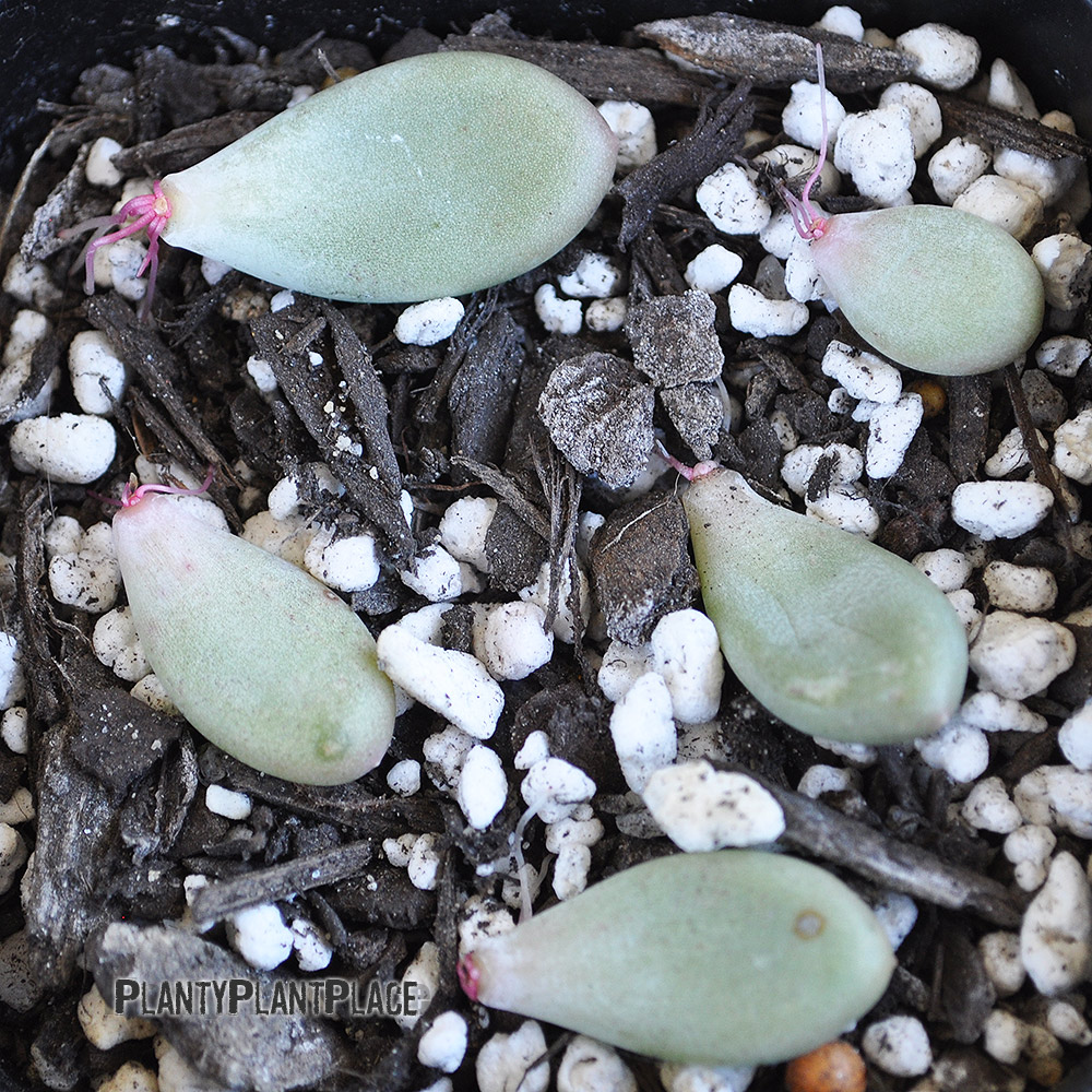 Leaf Propagation