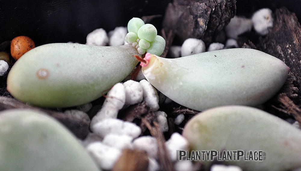 Blue Haze Succulent