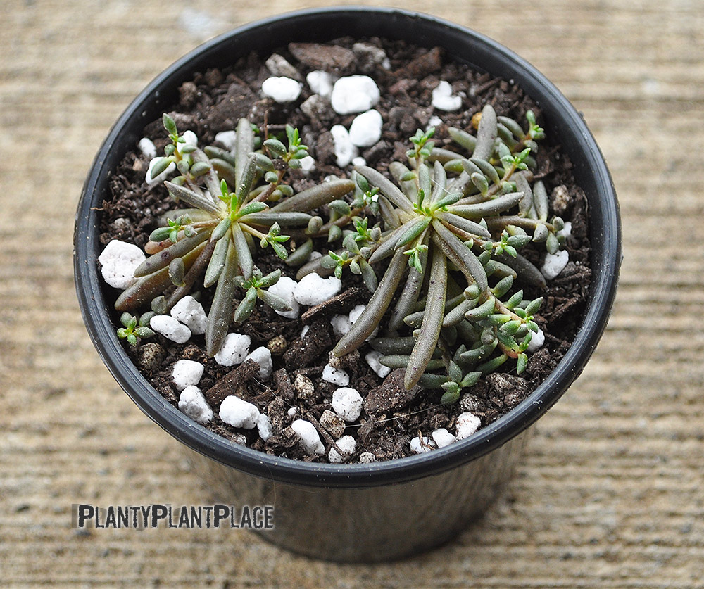 Small Purslane Plant