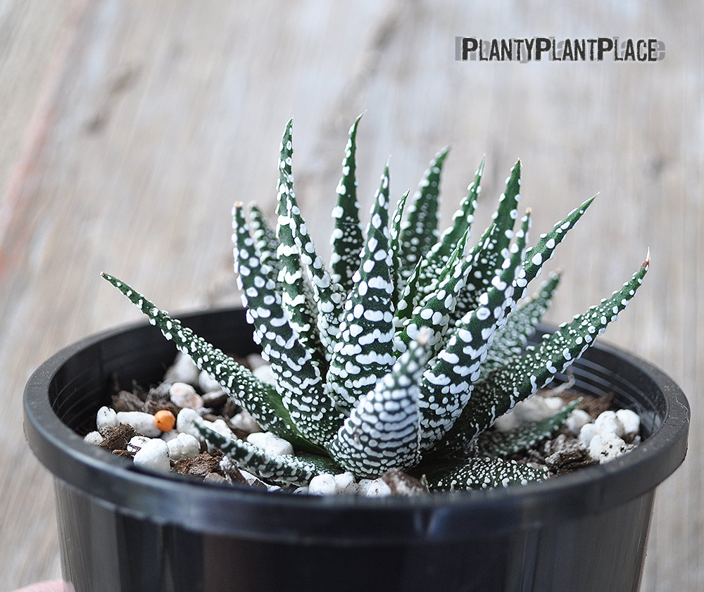 Capetown Haworthia Plant