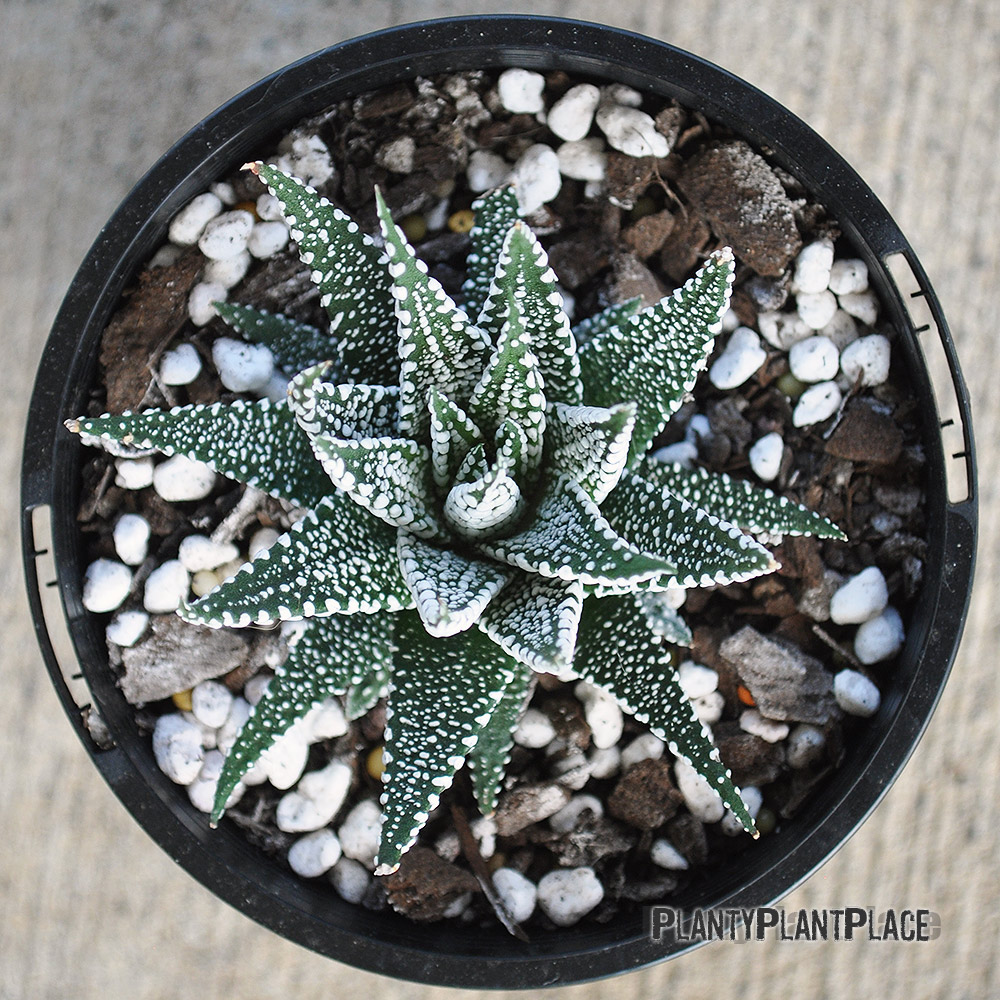 Haworthia Fasciata Hybrid