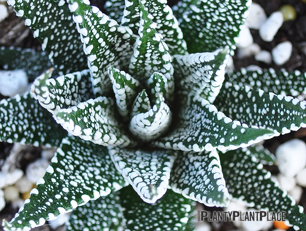 Haworthia Capetown Rosette