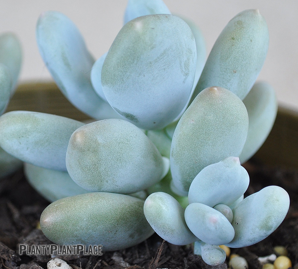 Pachyphytum Succulent