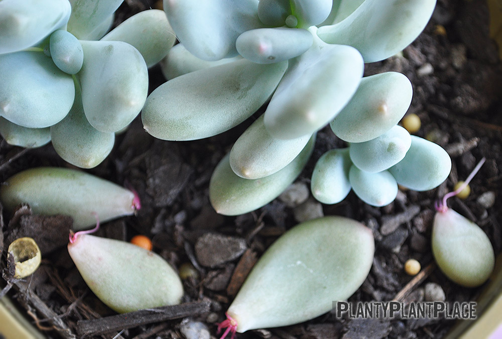How to Propagate Blue Haze