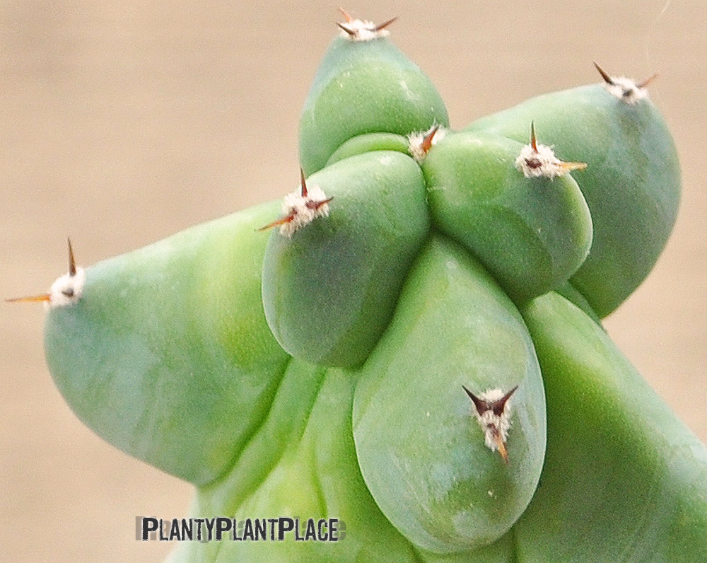 Fukurokuryuzinboku monstrose cactus