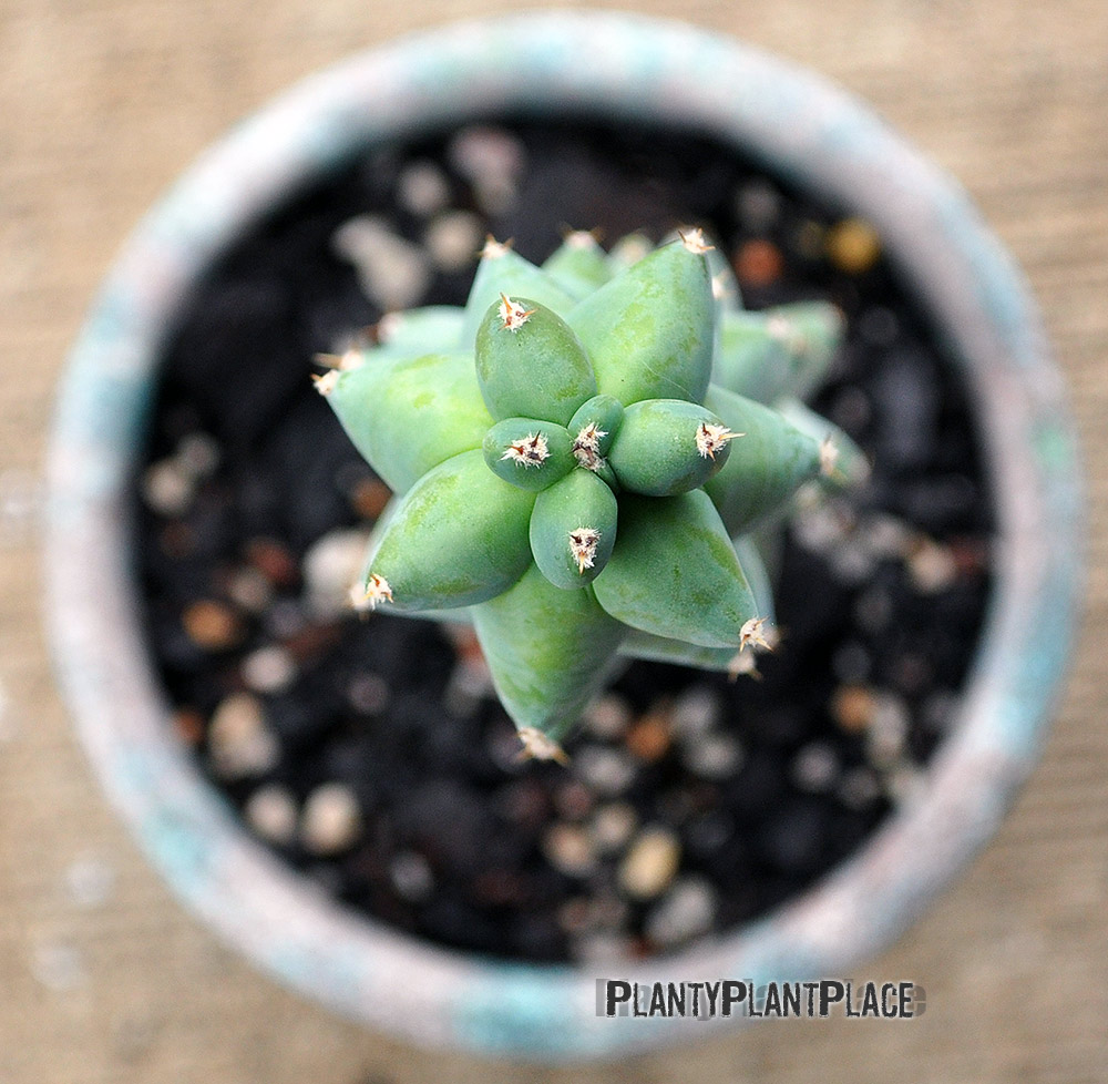 Myrtillocactus geometrizans ‘Fukurokuryuzinboku’ 