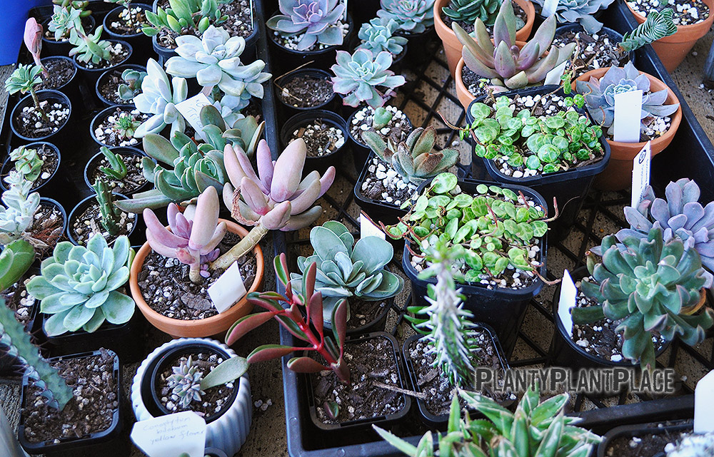 Growing Succulents