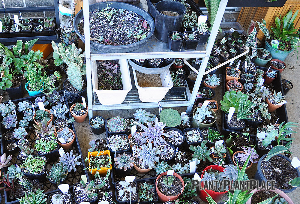 How to grow succulents
