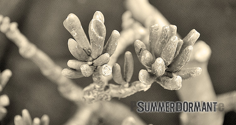 Succulents Dormant in Summer