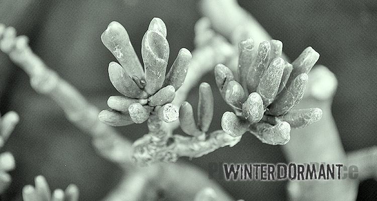 Winter Succulent Dormancy